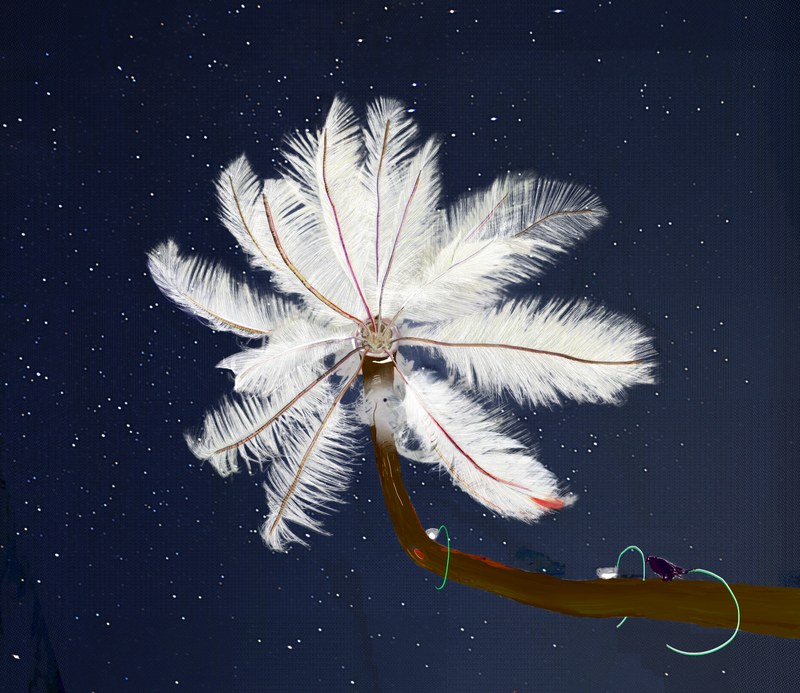 Alex Fischer, Feather Feeder, 2013-01-27